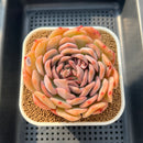 Echeveria 'Happiness' 3"-4" Large Succulent Plant Cutting