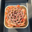 Echeveria 'Happiness' 3"-4" Large Succulent Plant Cutting