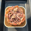 Echeveria 'Happiness' 3"-4" Large Succulent Plant Cutting