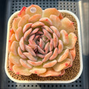 Echeveria 'Happiness' 3"-4" Large Succulent Plant Cutting