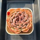 Echeveria 'Happiness' 3"-4" Large Succulent Plant Cutting