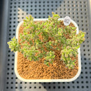 Drosanthemum Globosum 2" Succulent Plant Cutting