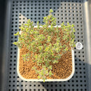 Drosanthemum Globosum 2" Succulent Plant Cutting