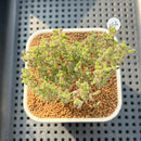 Drosanthemum Globosum 2" Succulent Plant Cutting