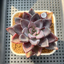 Echeveria 'Romanée-Conti' 2" New Hybrid Succulent Plant Cutting