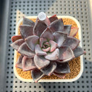 Echeveria 'Romanée-Conti' 2" New Hybrid Succulent Plant Cutting