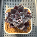 Echeveria 'Romanée-Conti' 2" New Hybrid Succulent Plant Cutting