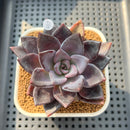 Echeveria 'Romanée-Conti' 2" New Hybrid Succulent Plant Cutting