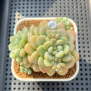 Graptosedum 'Sugar Plum' 3" Succulent Plant Cutting