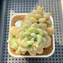 Graptosedum 'Sugar Plum' 3" Succulent Plant Cutting