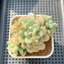 Graptosedum 'Sugar Plum' 3" Succulent Plant Cutting