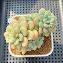 Graptosedum 'Sugar Plum' 3" Succulent Plant Cutting