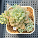 Graptosedum 'Sugar Plum' 3" Succulent Plant Cutting