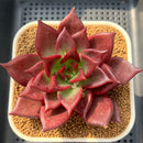 Echeveria Agavoides 'Red Beach' 4"-5" Succulent Plant Cutting