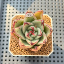 Echeveria Agavoides 'Black Whale' 2" Succulent Plant Cutting