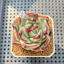 Echeveria Agavoides 'Black Whale' 2" Succulent Plant Cutting