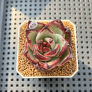 Echeveria Agavoides 'Black Whale' 2" Succulent Plant Cutting