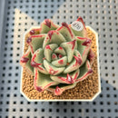 Echeveria Agavoides 'Black Whale' 2" Succulent Plant Cutting