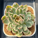 Echeveria Agavoides 'Fallen Leaf' Variegated 3"-4" Succulent Plant Cutting