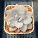 Pachyphytum 'Pink Frevel' 3"-4" Succulent Plant Cutting