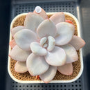 Pachyphytum 'Pink Frevel' 3"-4" Succulent Plant Cutting
