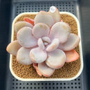 Pachyphytum 'Pink Frevel' 3"-4" Succulent Plant Cutting