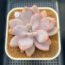 Pachyphytum 'Pink Frevel' 3"-4" Succulent Plant Cutting