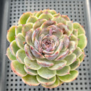 Echeveria Hybrid sp. 3"-4" Succulent Plant