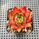 Echeveria Agavoides 'Fillite' 2" Succulent Plant