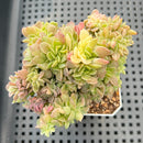 Echeveria Agavoides 'Gilva' Variegated Crested 3" Succulent Plant