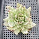 Echeveria Agavoides 'Saint Louis' Variegated 2" Succulent Plant