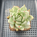 Echeveria Agavoides 'Saint Louis' Variegated 2"-3" Succulent Plant