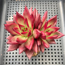 Echeveria Agavoides 'Romeo Rubin' 3"-4" Succulent Plant
