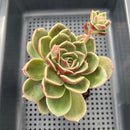Echeveria 'Pachai' 3"-4" Succulent Plant