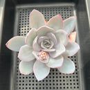 Echeveria 'White Lotus' 4"-5" Succulent Plant