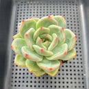 Echeveria 'White Champaign' 3" Succulent Plant