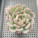 Echeveria 'Arpege' 2"-3" Succulent Plant