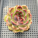 Echeveria Hybrid sp. 2" (Unique Coloration) Succulent Plant