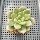 Echeveria 'Don't Forget the Plum Blossom' 2" Succulent Plant