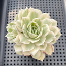 Echeveria 'Onslow' Variegated 2"-3" Succulent Plant