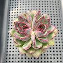 Echeveria 'Black Bear' 2" Succulent Plant