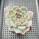 Echeveria 'Alba Beauty' 2" Succulent Plant