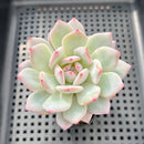 Echeveria 'Pink In Veil' 2" Succulent Plant