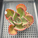 Echeveria 'Goiabinha' Variegated (100% Grown In House) 2" Succulent Plant