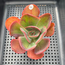 Echeveria 'Goiabinha' Variegated (100% Grown In House) 2" Succulent Plant