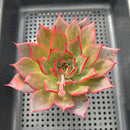 Echeveria 'Bouquet' 3"-4" Succulent Plant