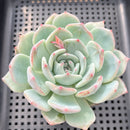 Echeveria 'Coralia' 3" Succulent Plant