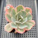 Echeveria 'Secunda' Variegated 3" Succulent Plant