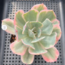 Echeveria 'Secunda' Variegated 3" Succulent Plant