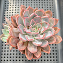 Echeveria sp. Carunculated/Monstrose 3"-4" Succulent Plant